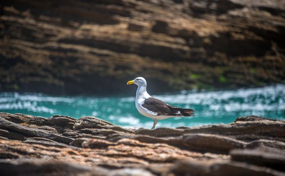Seagull on rocks