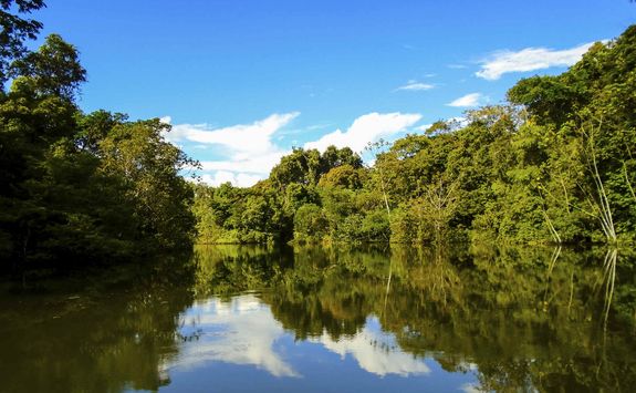Greenery in the Amazon