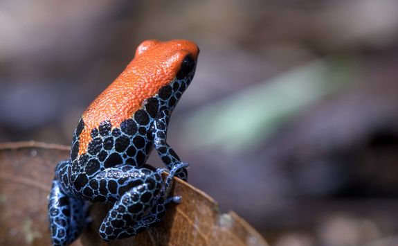 Colourful frog in the Amazon