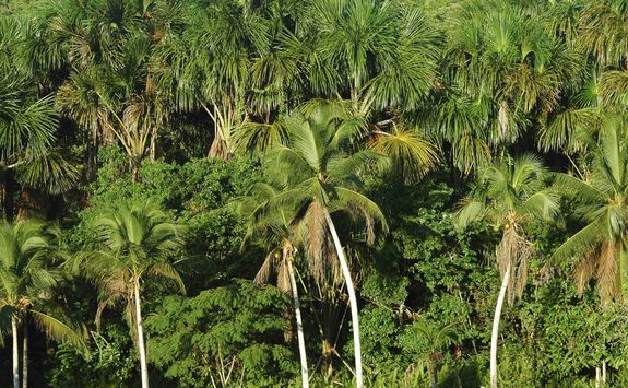 Green rainforest canopy