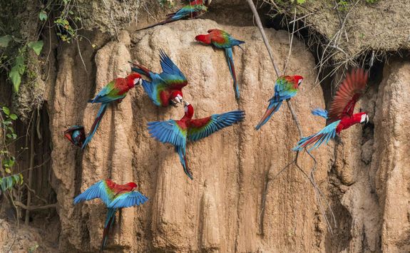 Red and blue birds