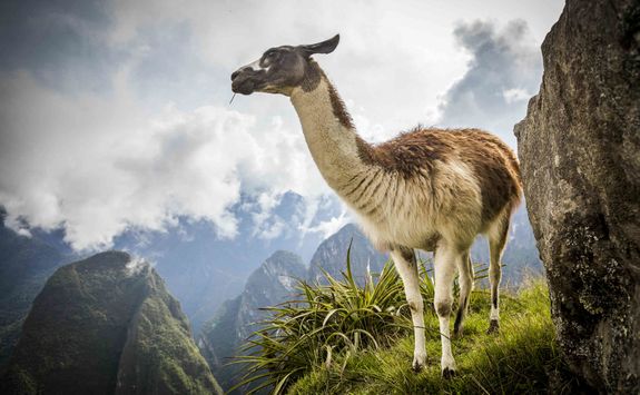 Llama at Machu Picchu