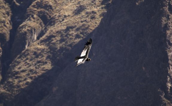 Condor cross