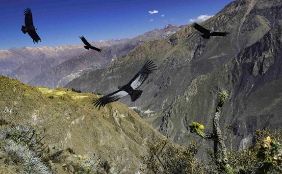 Condors at the Colca Canyon