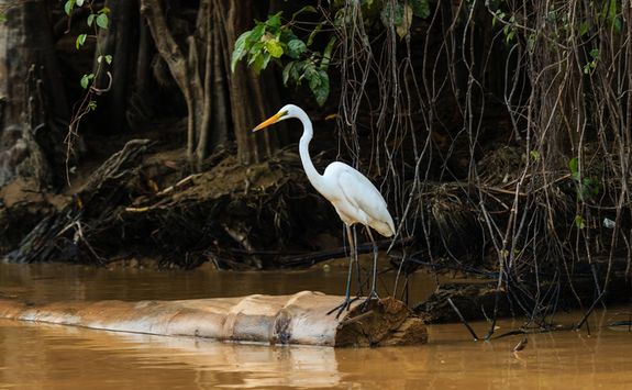 Egret perching