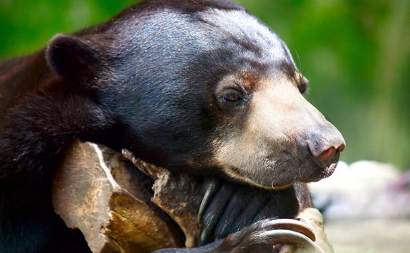 Close up of a sun bear