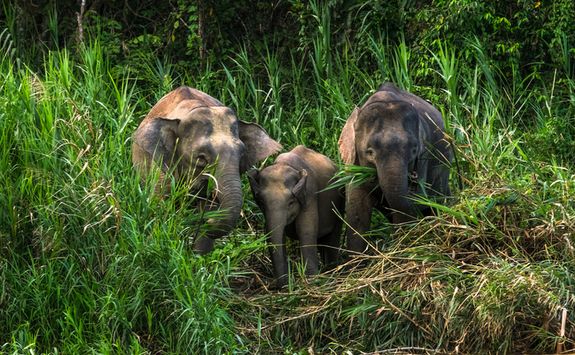 Elephants on the riverbank