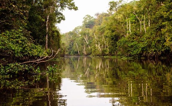 River in the jungle