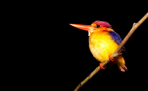Kingfisher by night