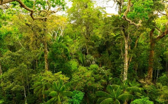 Rainforest