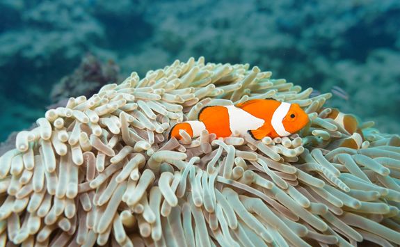 Detail of a clown fish