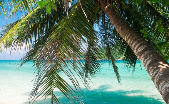 Tropical scene