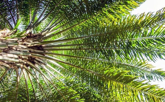 Detail of a palm tree
