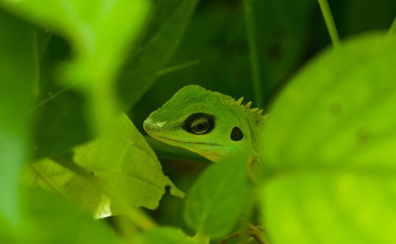 Detail of a green lizard