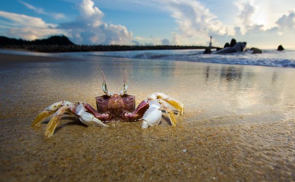 Crab dusk on the beach