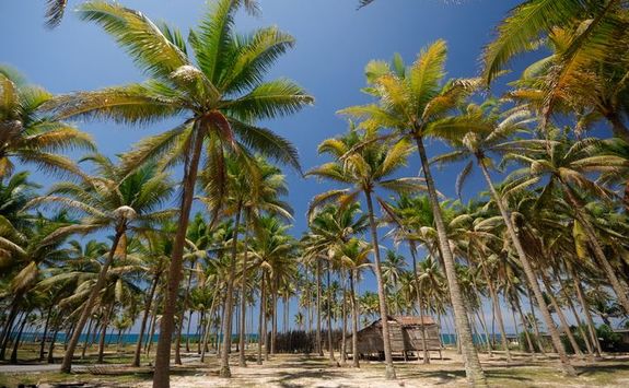 Hut under palm trees