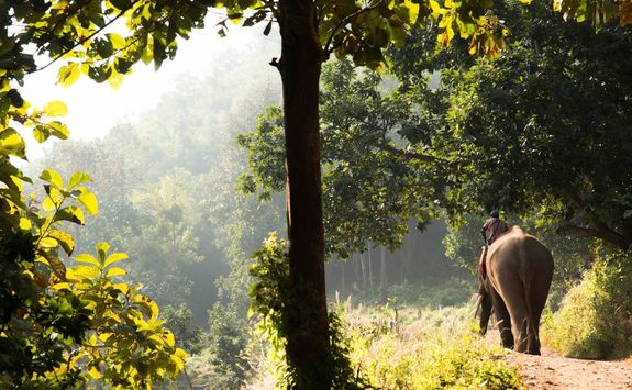 Elephant in forest