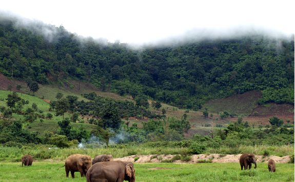 Elephants eating grass