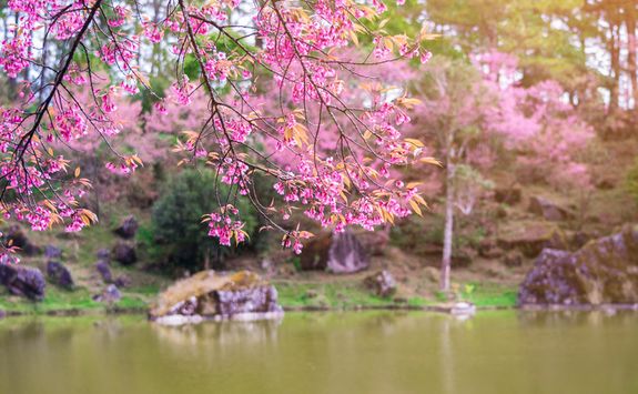 Pink Cherry Blossom