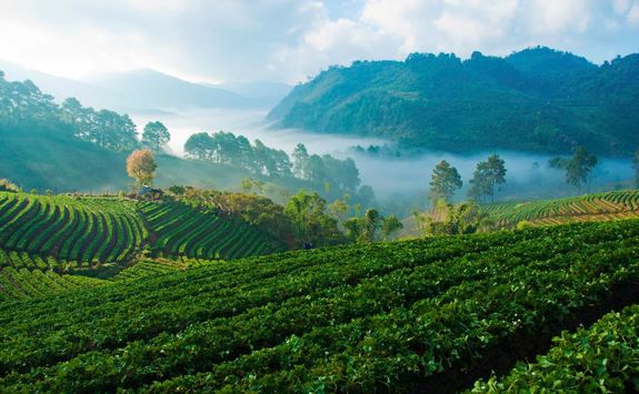 Strawberry fields and stunning landscape