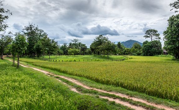 Country Road in Siem Reap