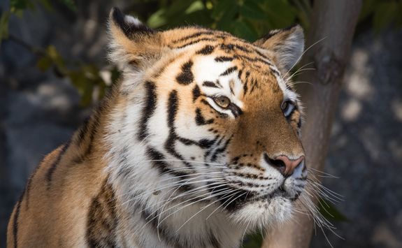 Indochinese Tiger