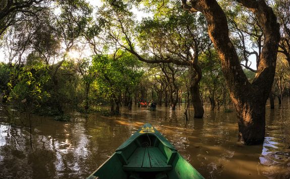Kayak in the Rainforest