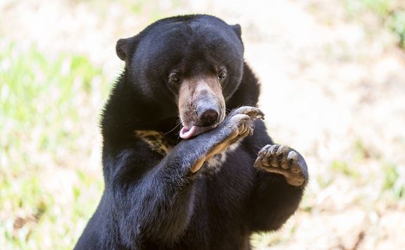 A Sun Bear