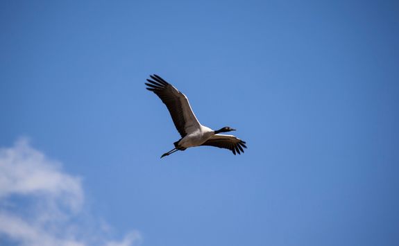A Crane flying