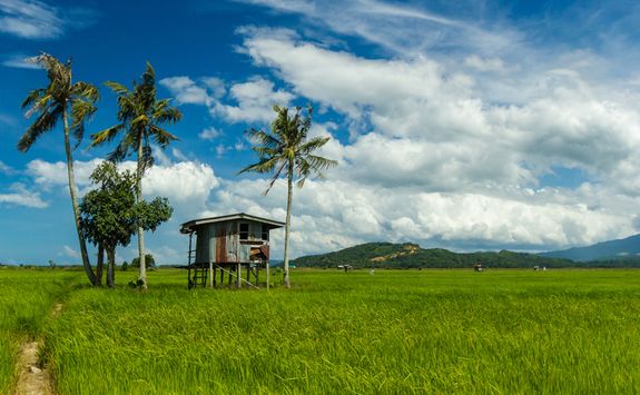 Hut in a Paddy Field