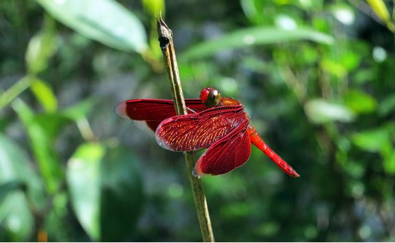 A Dragonfly