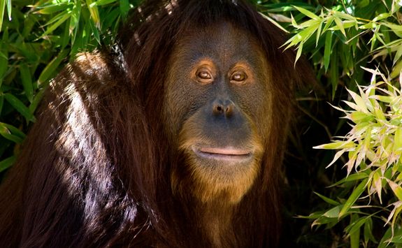 Close Up of an Orangutan