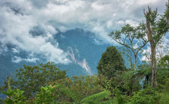 The Sandakan Rainforest
