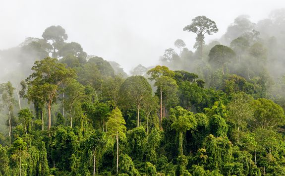 The Sepilok Rainforest