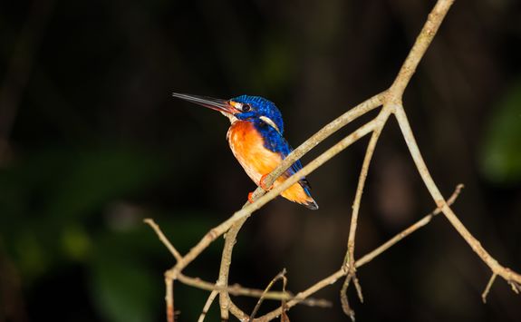 A Colourful Bird