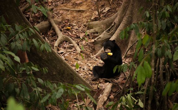 A Sun Bear