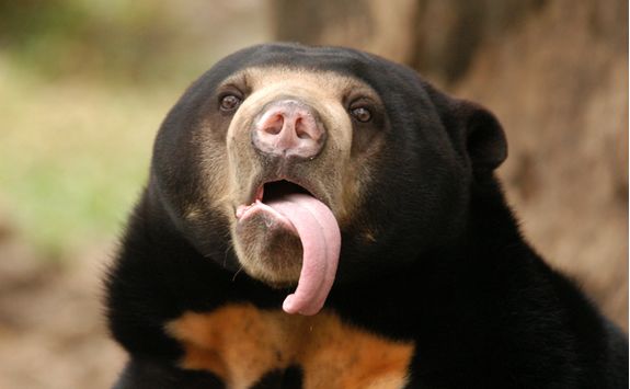 Close Up of a Sun Bear
