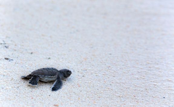 A Baby Turtle