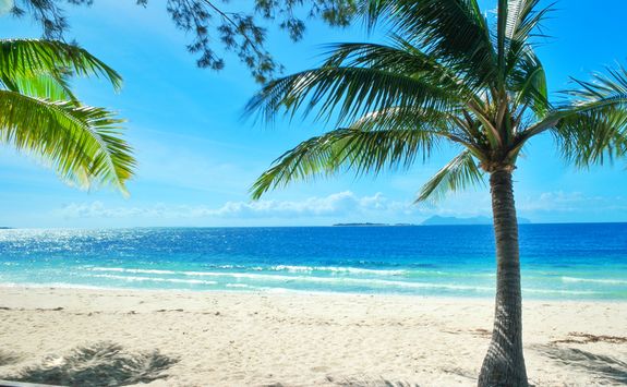 Palm Tree on a Beach