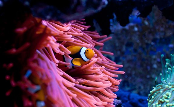 A Clown Fish