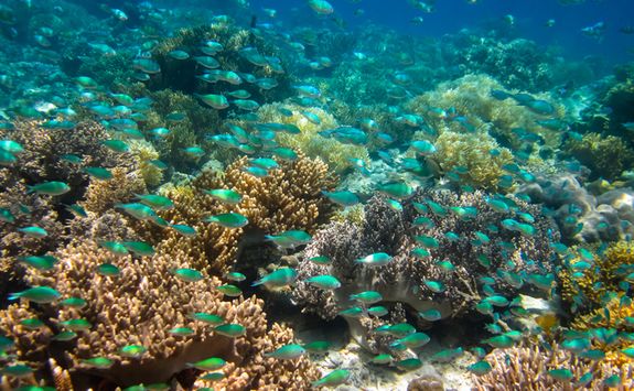 Gaya Island Reef