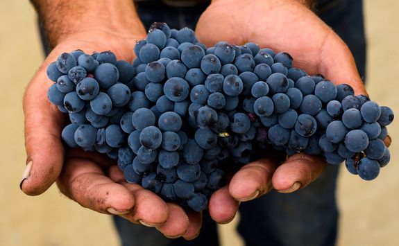 Grapes hand picked from the Douro valley