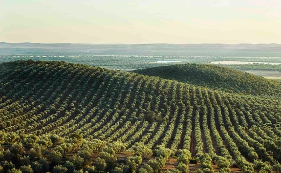 Olive Grove in Alentejo