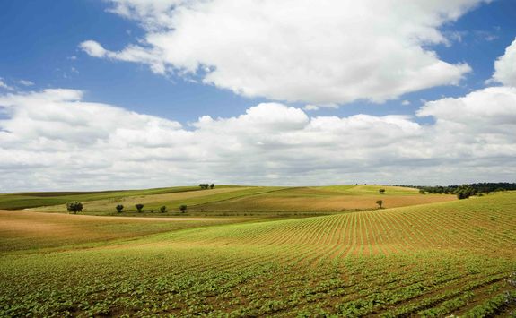Rolling green fields