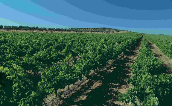 Winelands
