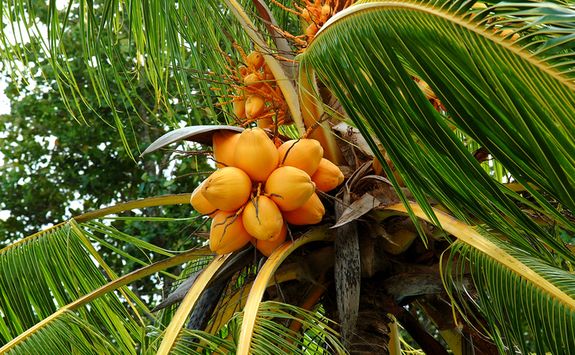 A coconut tree in the Seychelles