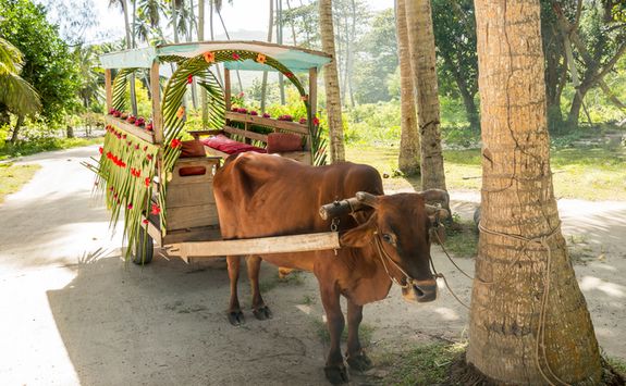 An ox pulling a cart