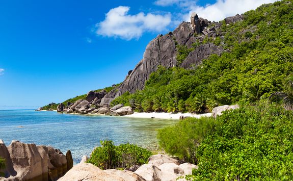 A tropical rainforest meeting a beach