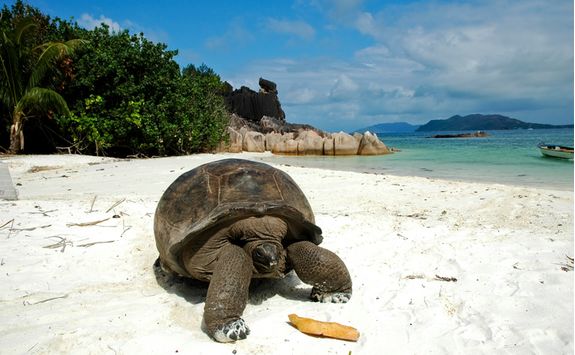 a giant tortoise in the Seychelles