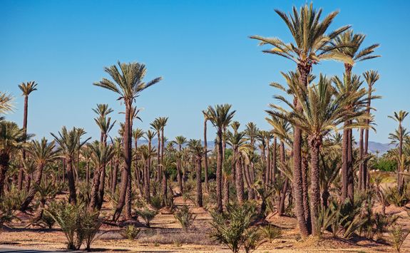 Palm Grove